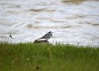 Witte kwikstaart (White wagtail) Motacilla alba - Kharkhorin 16-08-2016 (3)